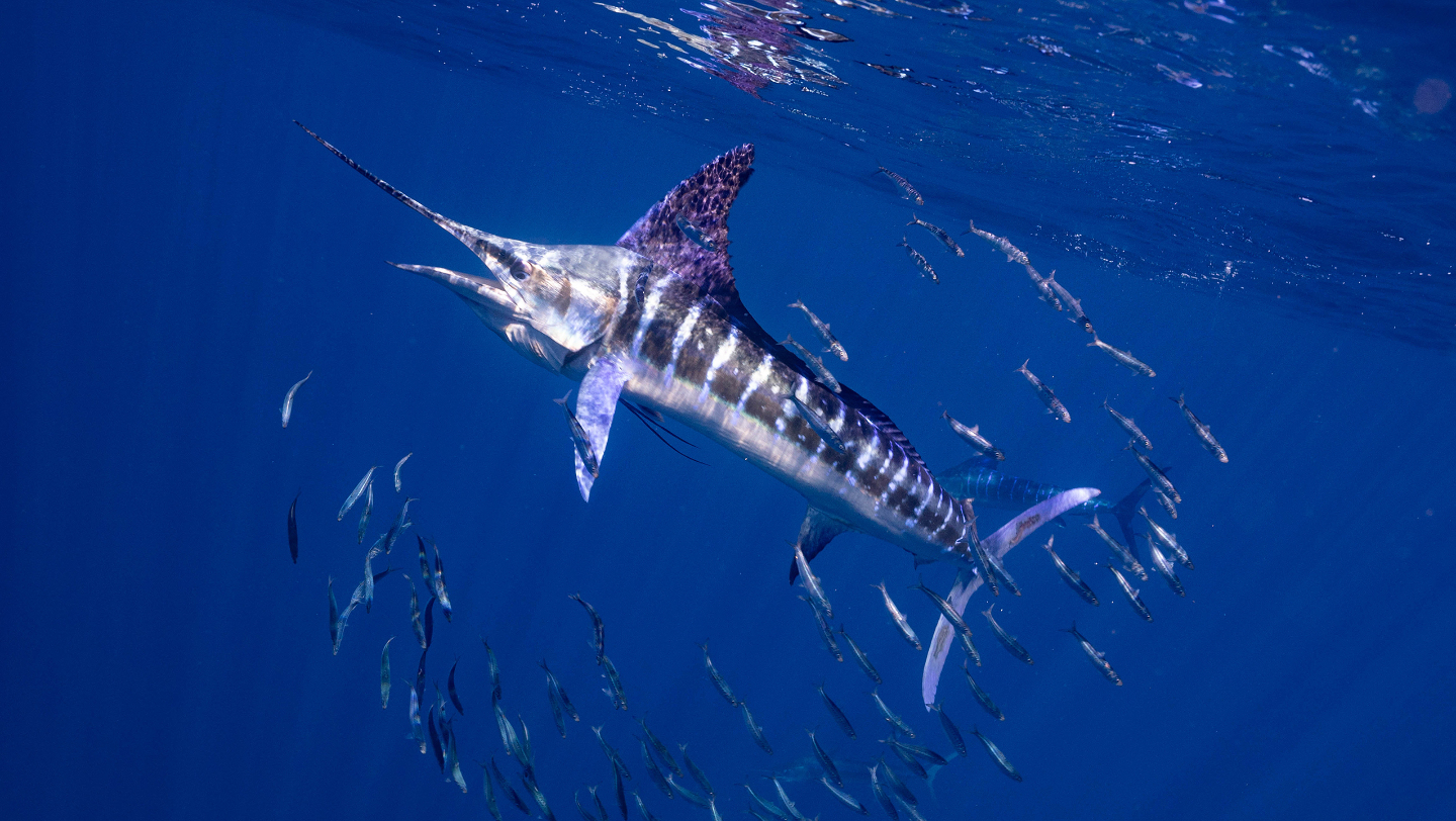 самая быстрая рыба