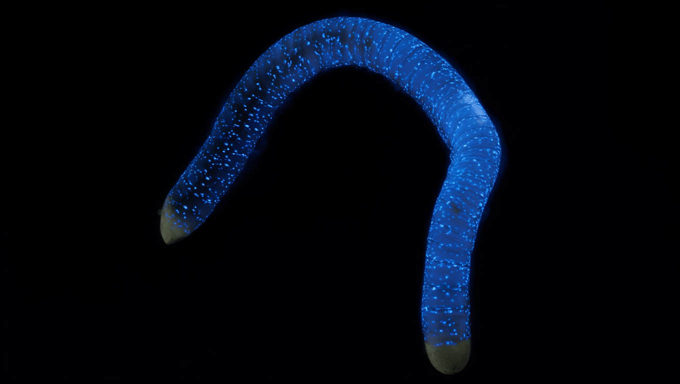 Светящийся червь