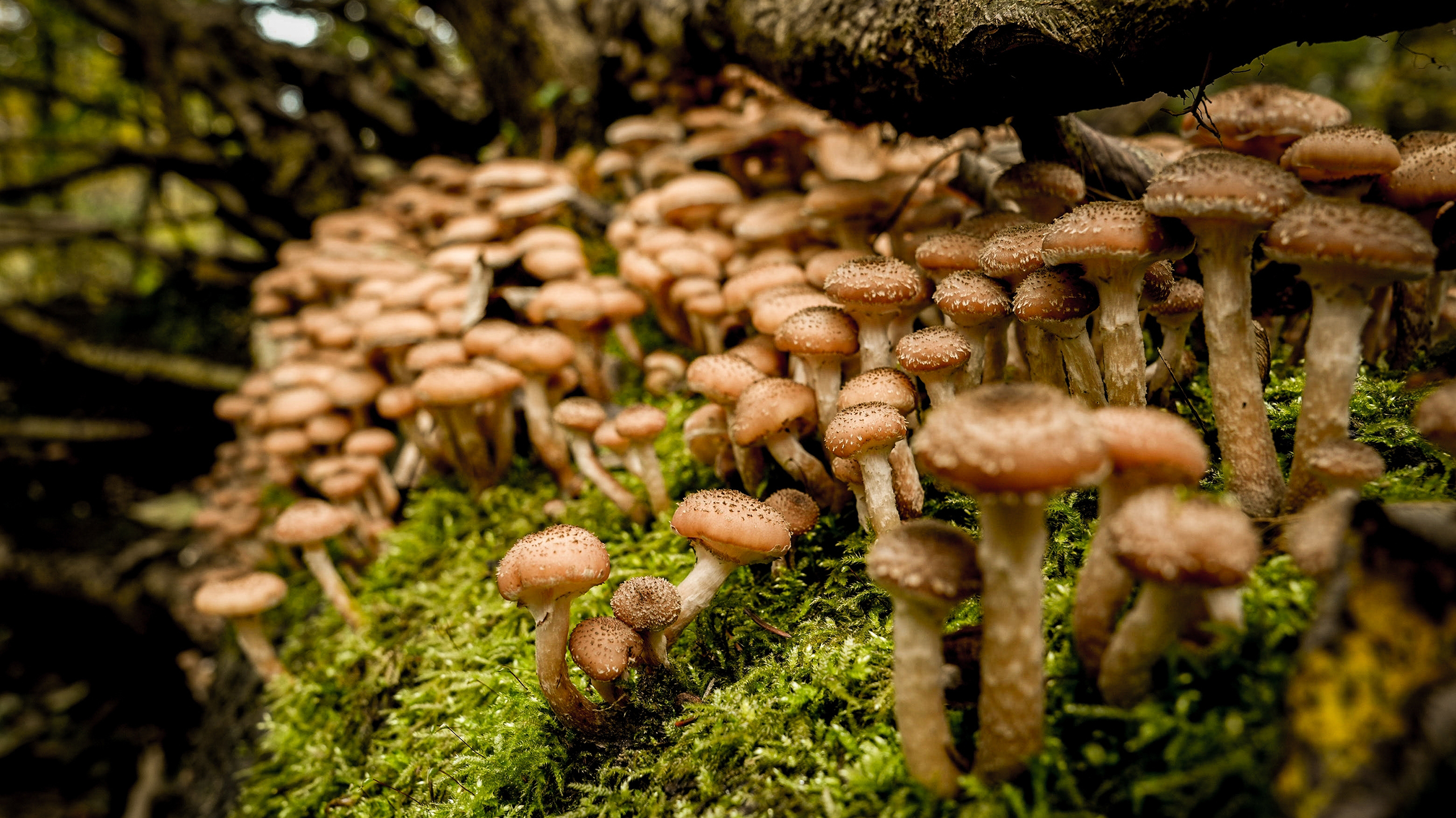 опенок, самый большой 