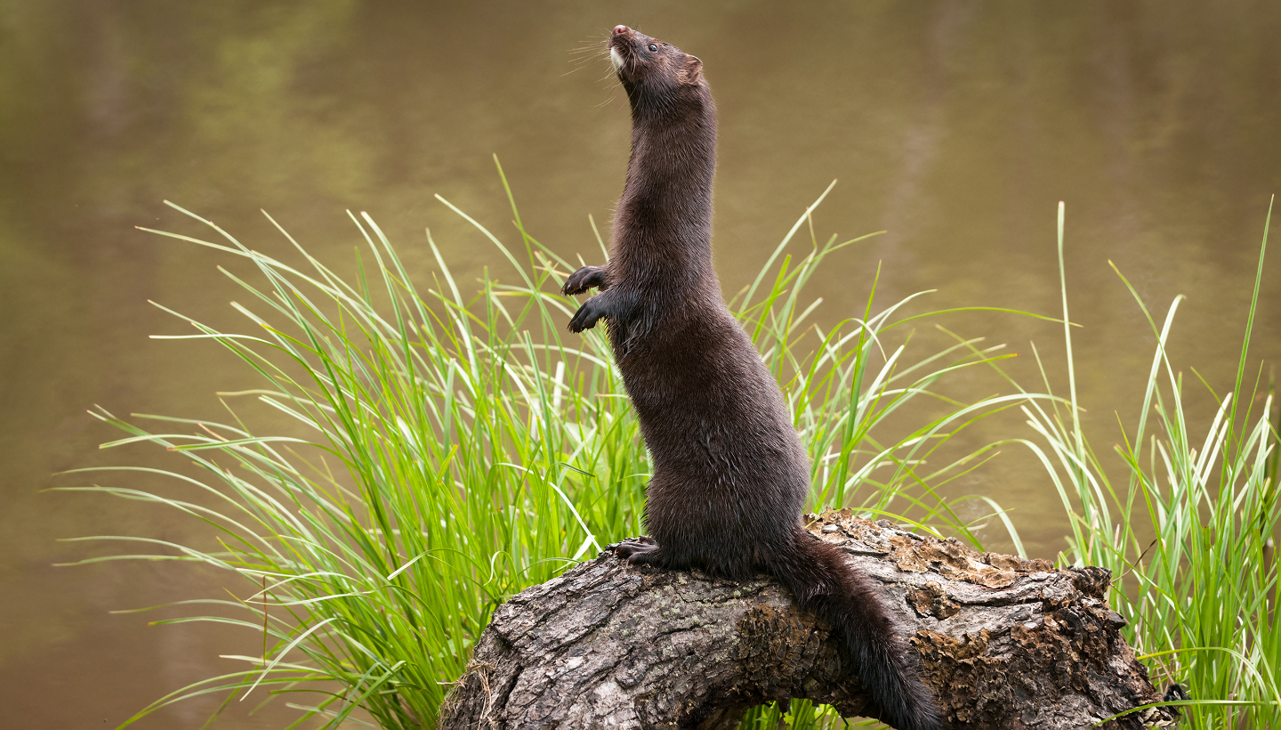 Американская норка