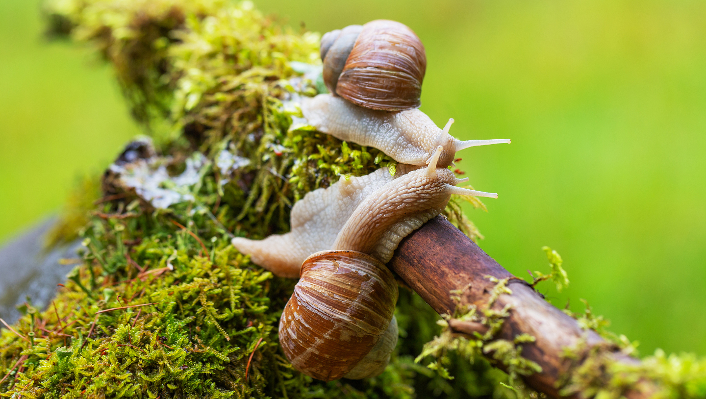 Виноградная улитка