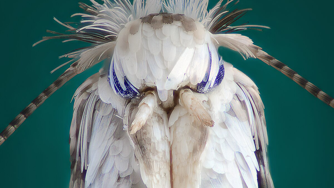 кто такая моль