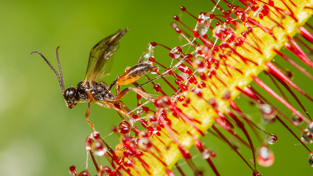 фотосинтез плотоядных растений