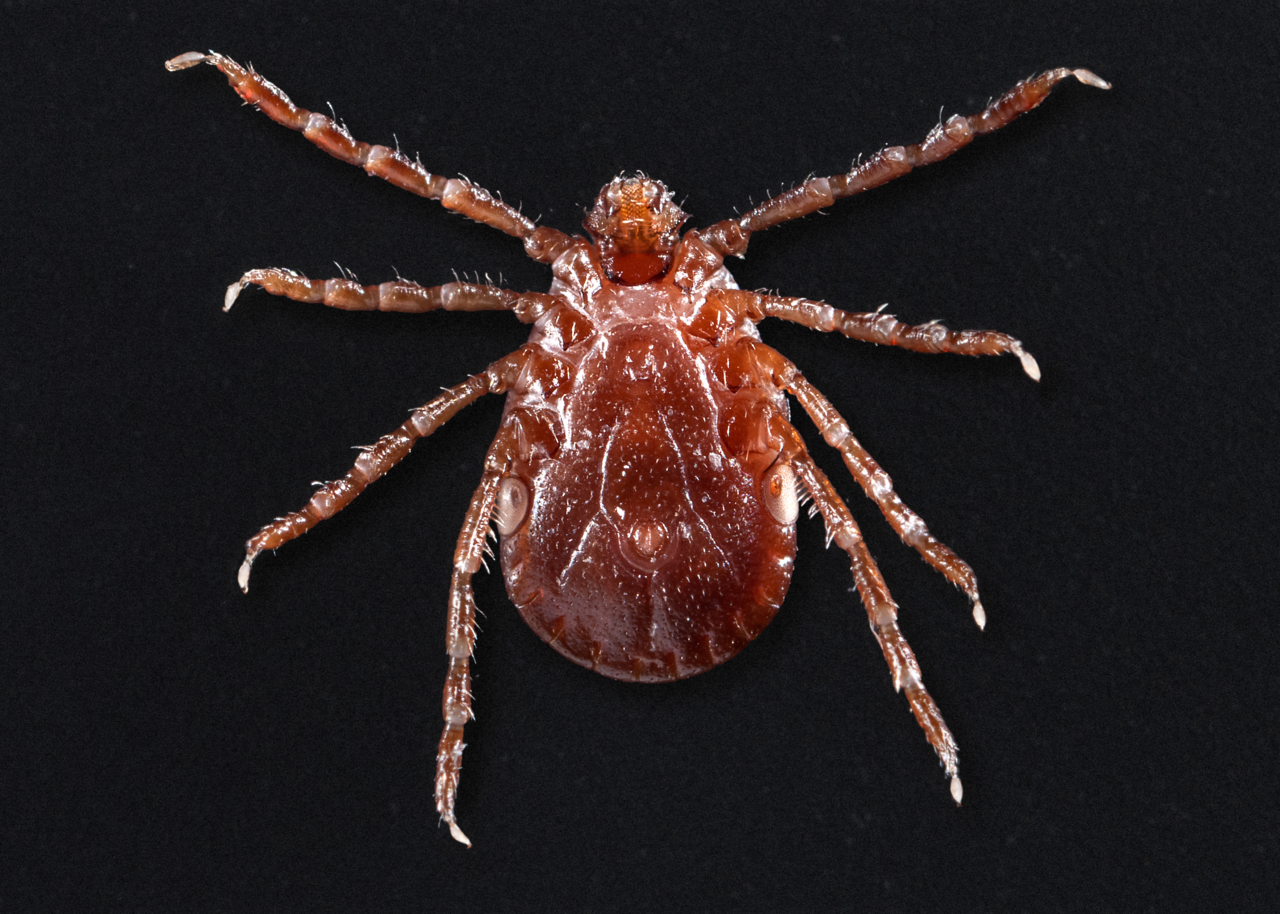Haemaphysalis longicornis