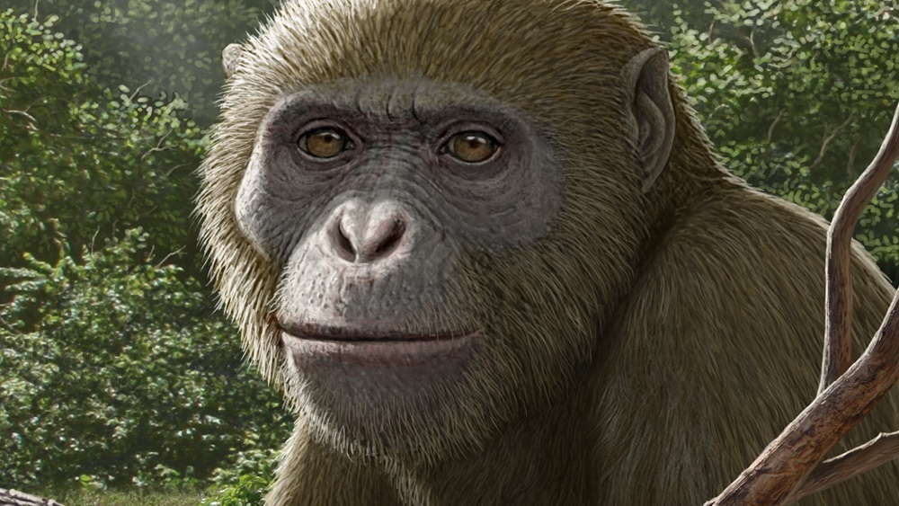 Masripithecus moghraensis