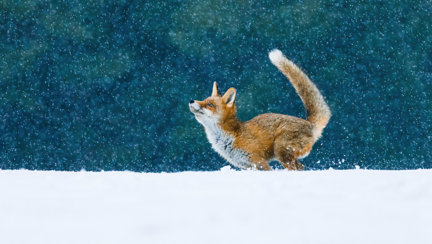Зимние фотографии из жизни животных снегу, Vaclav, Vladymyr, Ondrej, Bachkova, ктото, зимой, стадо, исландских, будить, Небольшое, ProsickyShutterstockFOTODOMВетреный, лошадей, тигра, амурского, пробежка, BurdiakShutterstockFOTODOMБодрящая, преображает, весны, nataliatamkovichShutterstockFOTODOMА