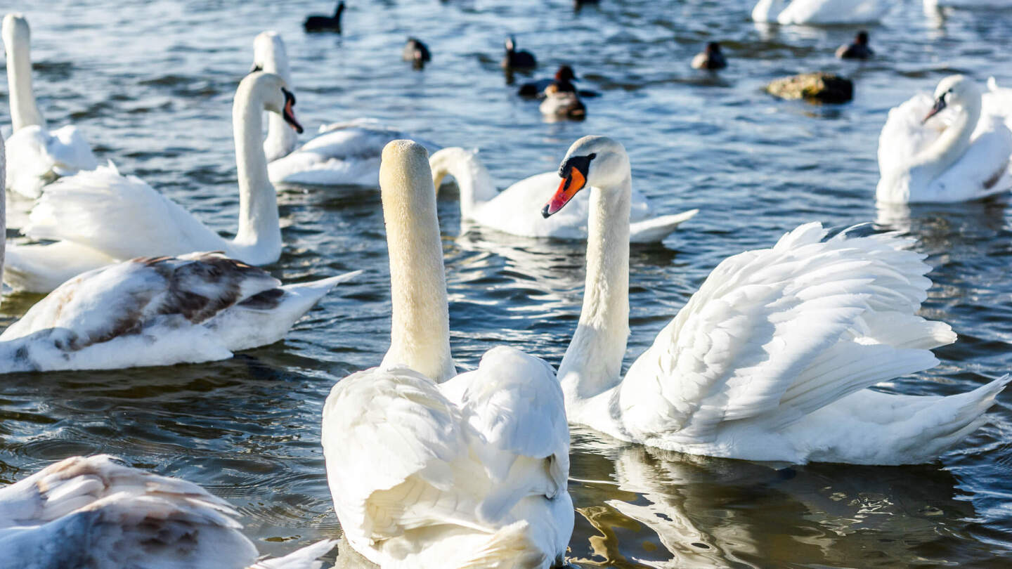 Животные и растения Дона