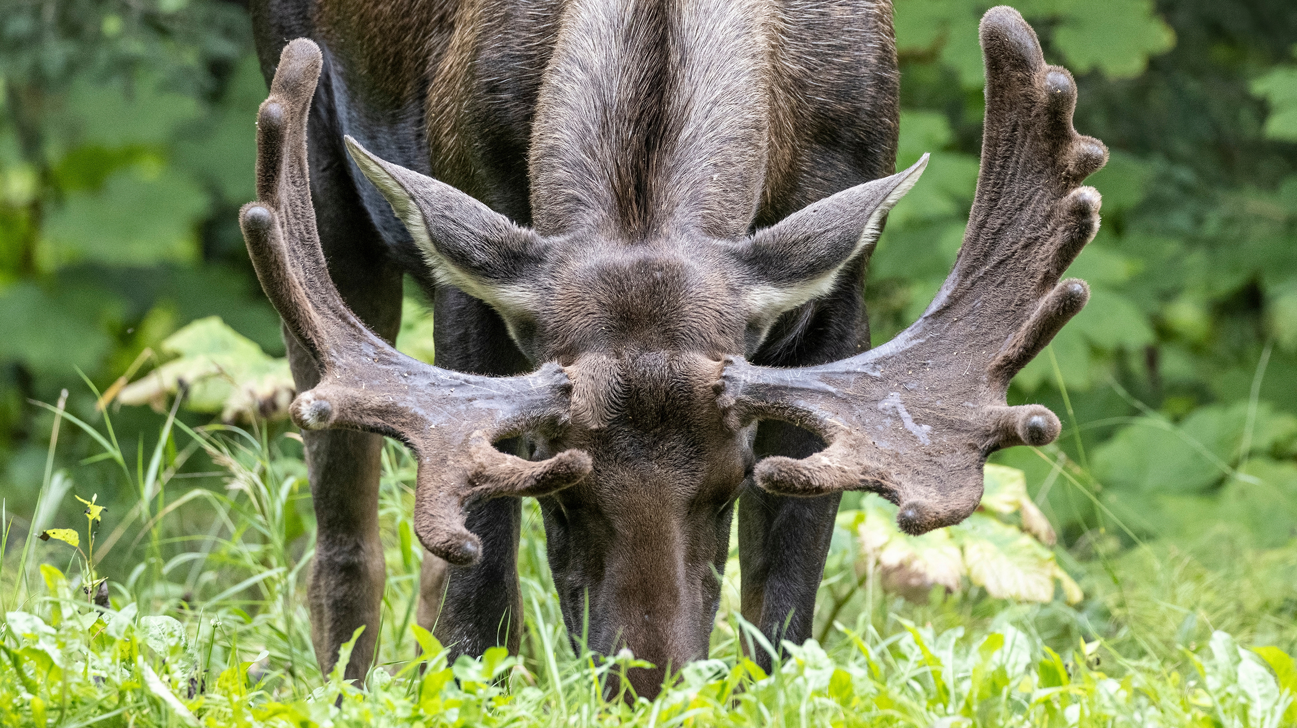 лось есть мухомор