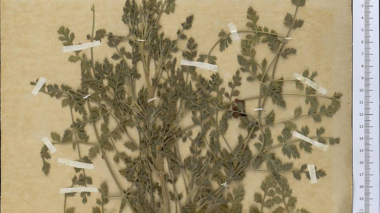 Колюченосник Сибторпа