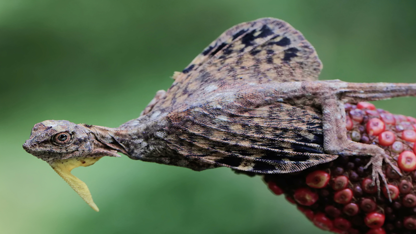 Летающий дракон