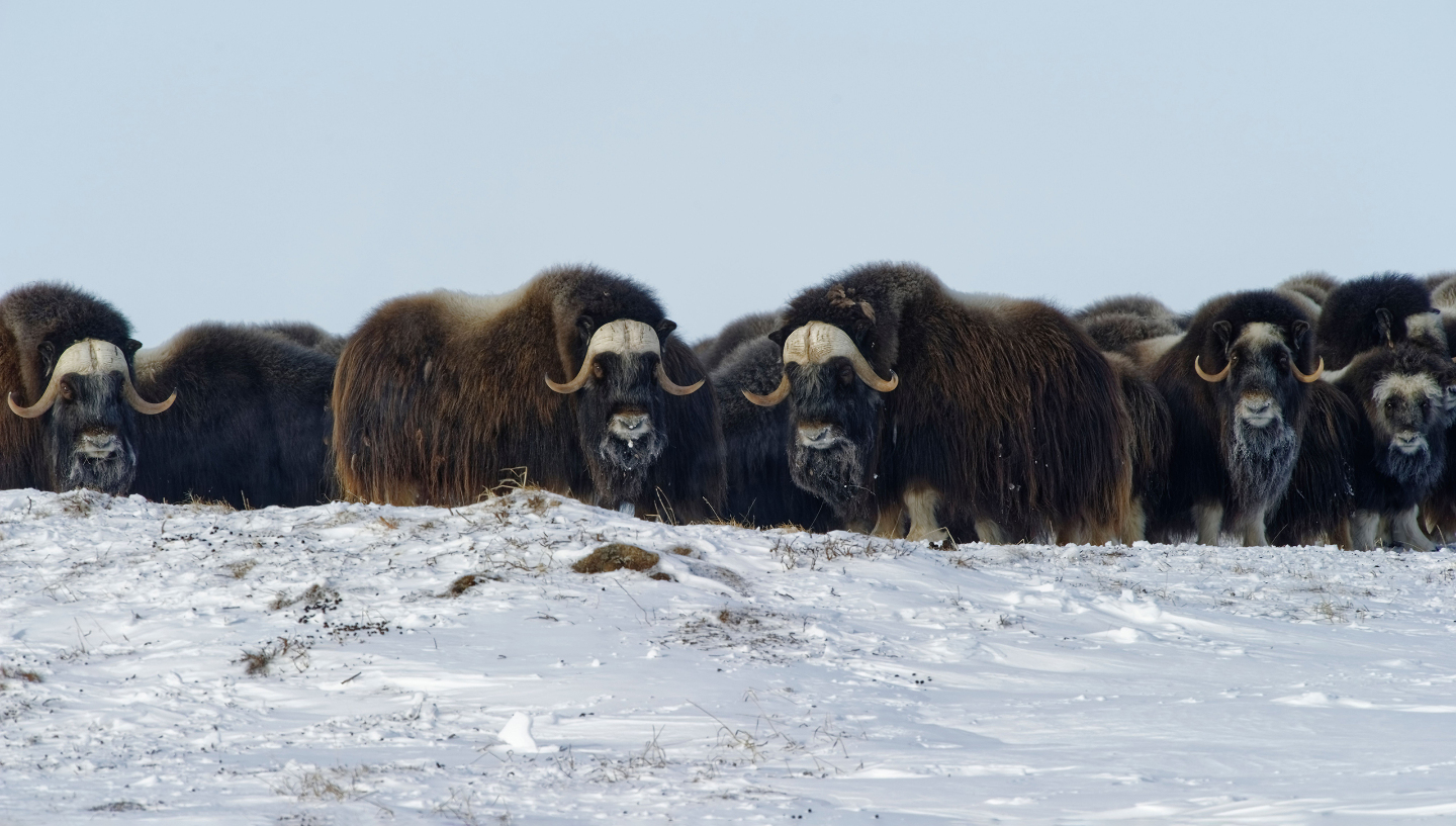 сколько особей осталось