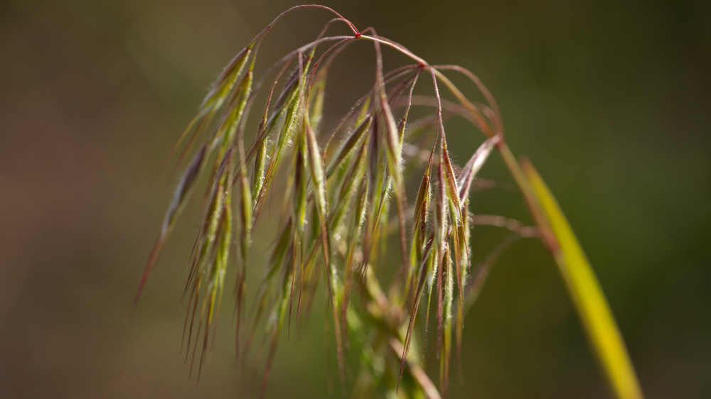костер кровельный