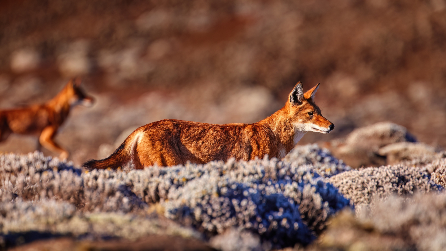 эфиопский шакал