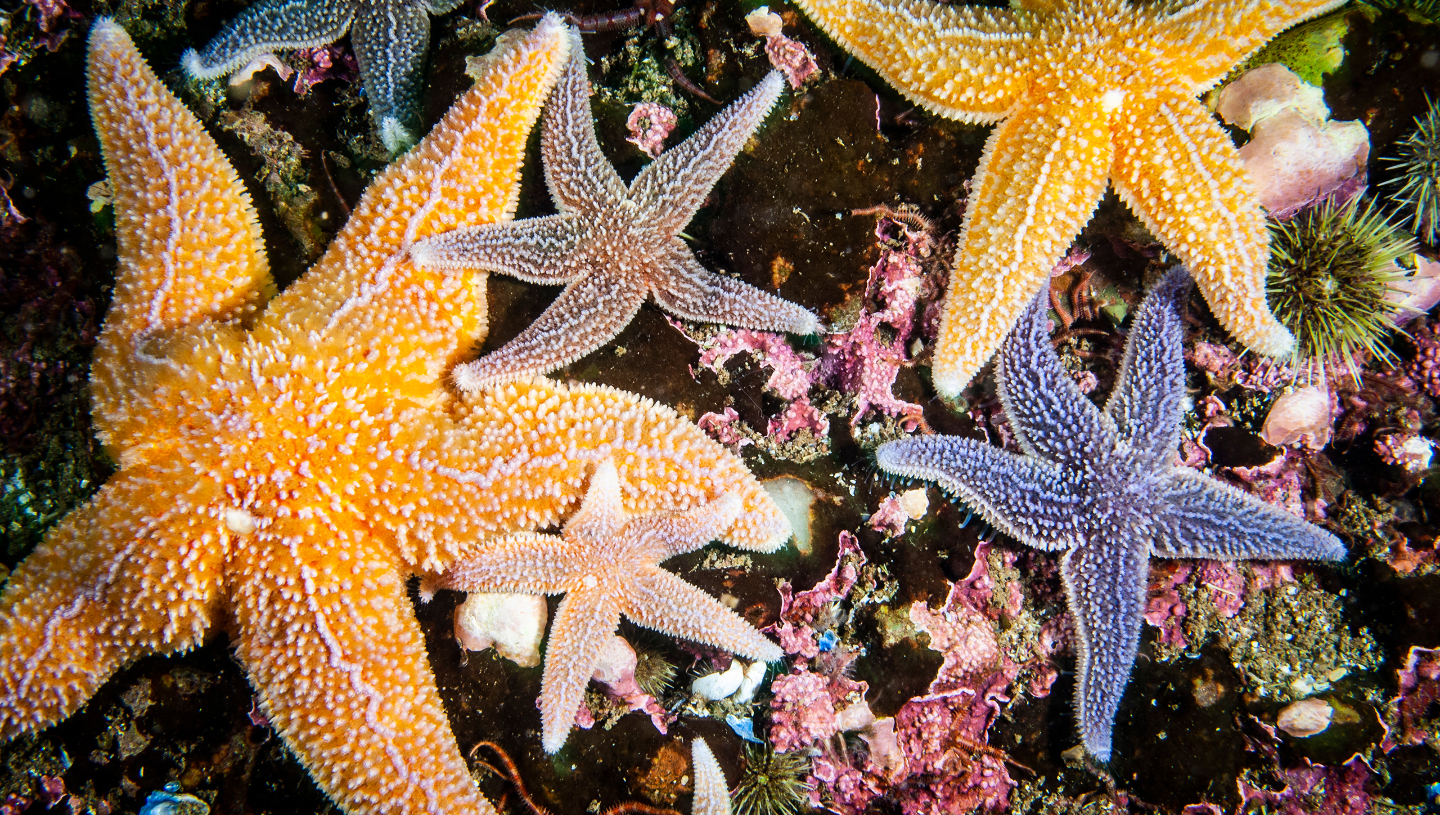 Морская звезда