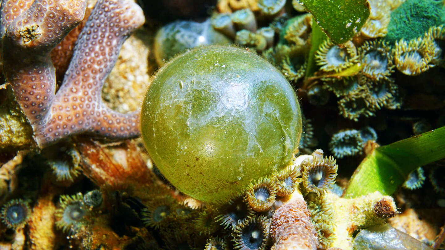 Валония пузатая