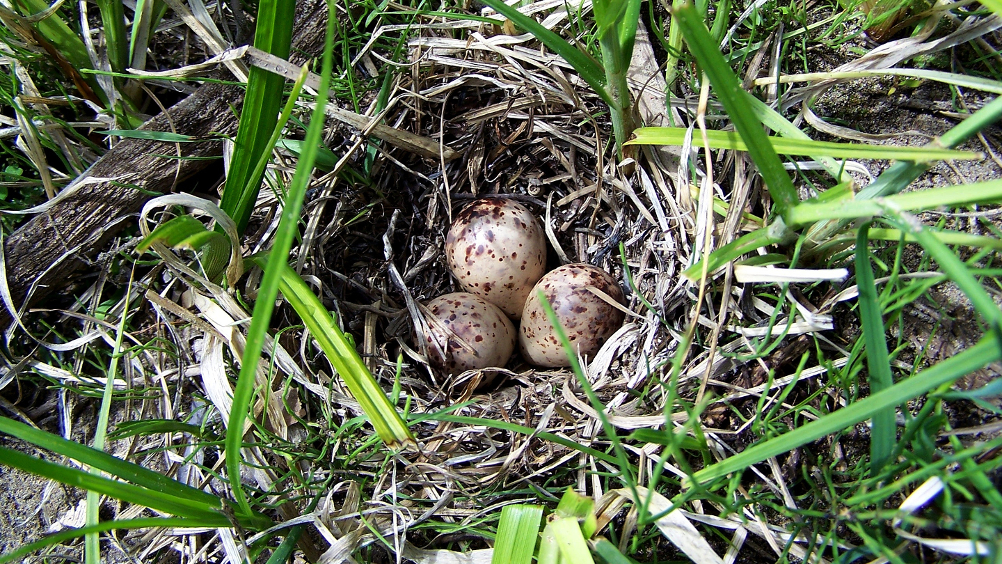 Птичье гнездо с тремя коричневыми яйцами в траве.