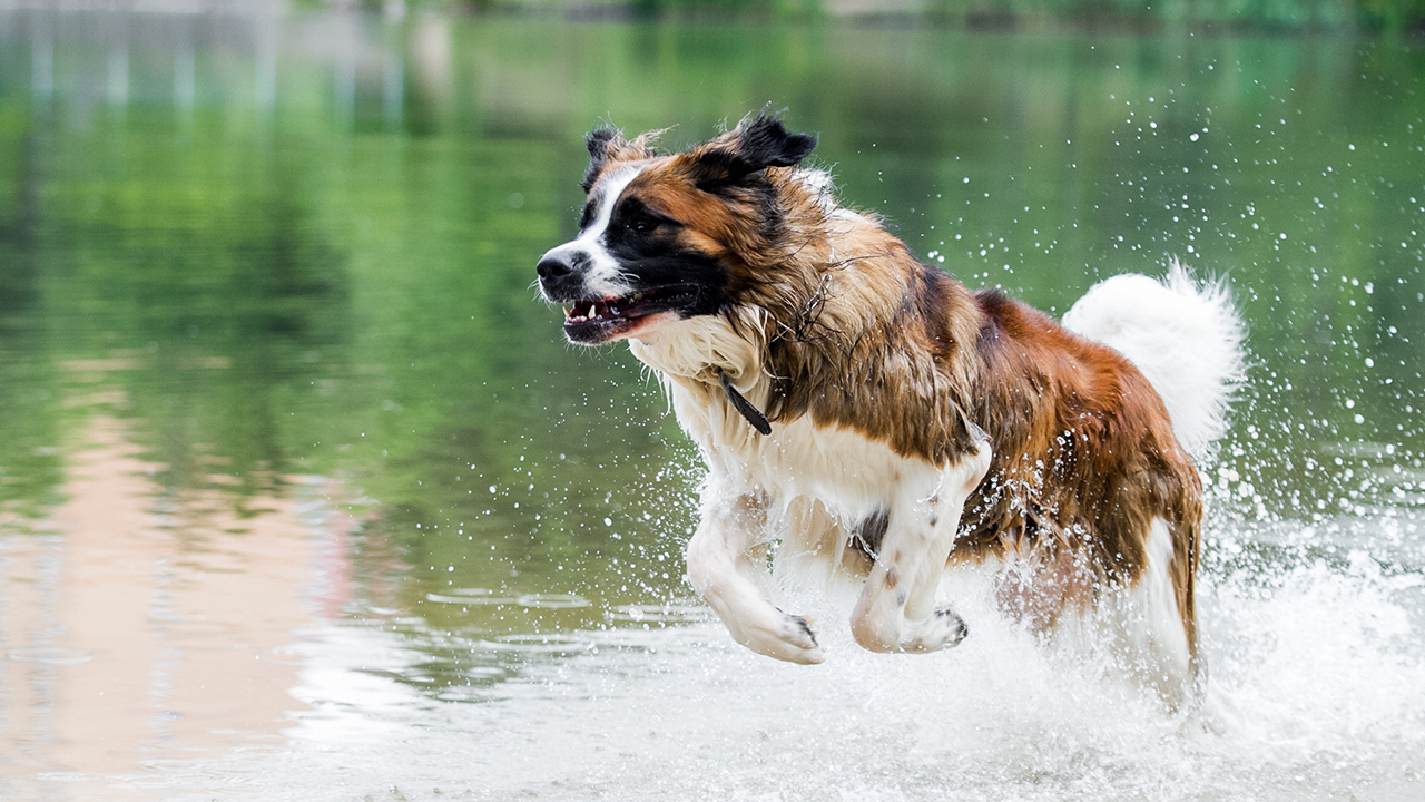 Московская сторожевая