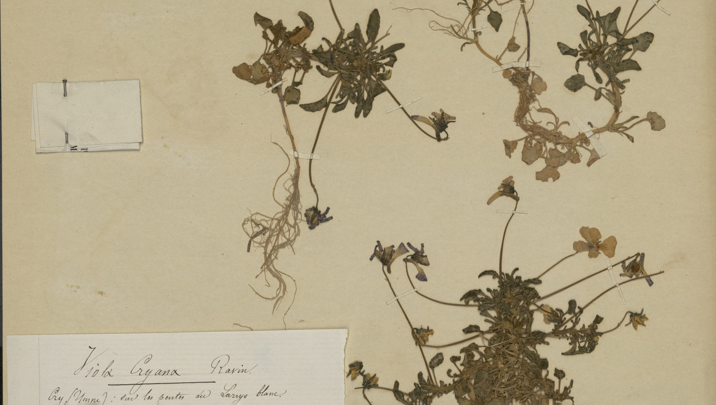 Фиалка Крийская