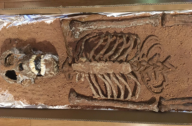 Австралопітек Австралопітек