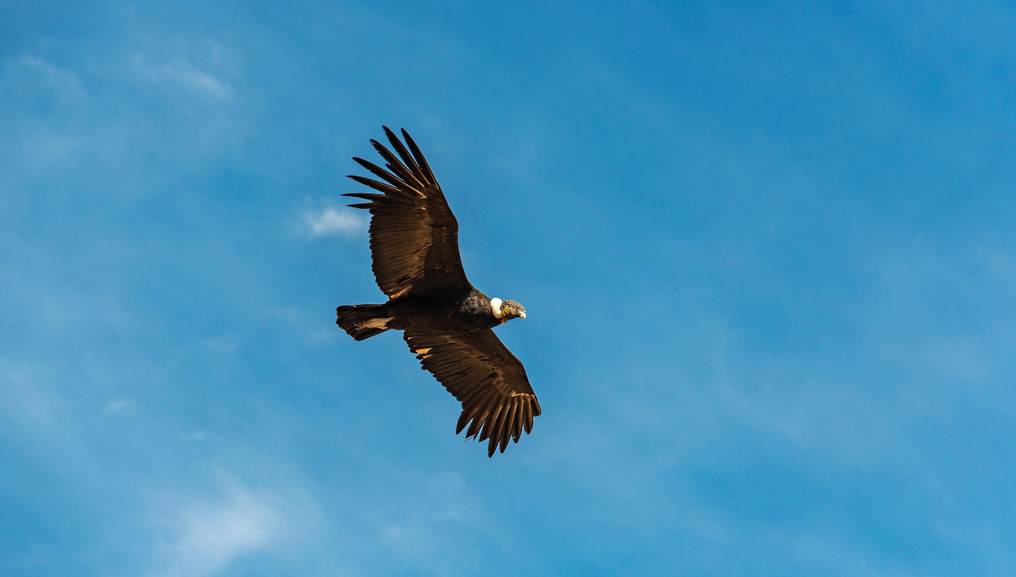 Андский кондор