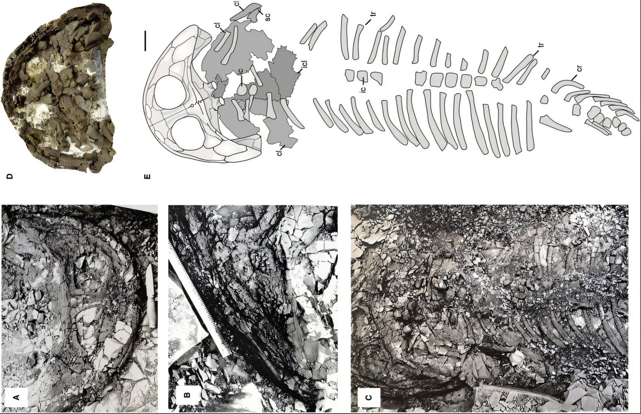 Arctobatrachus urdensis