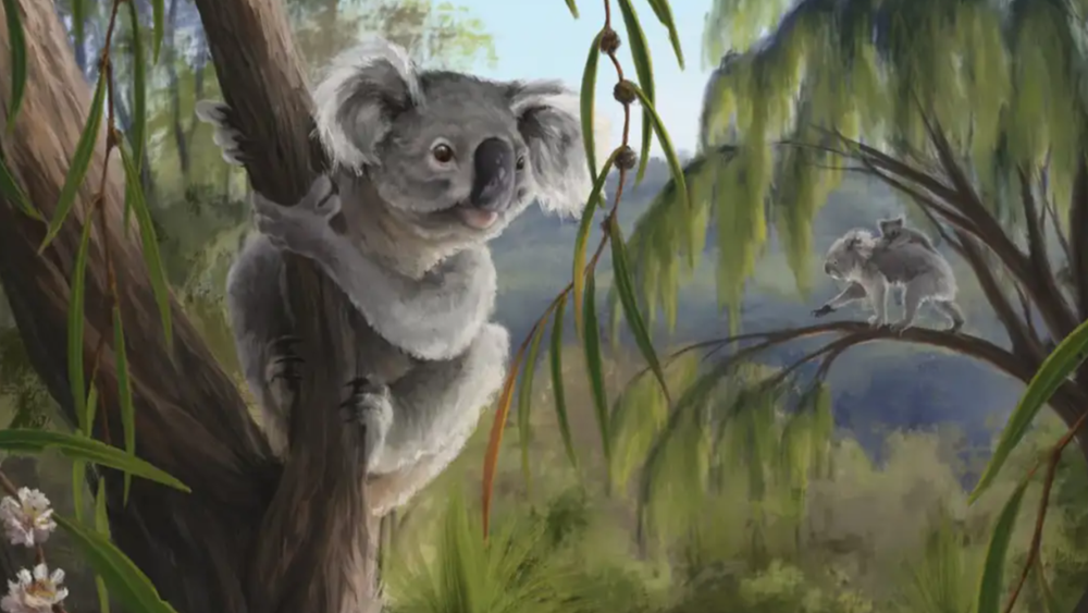 коала