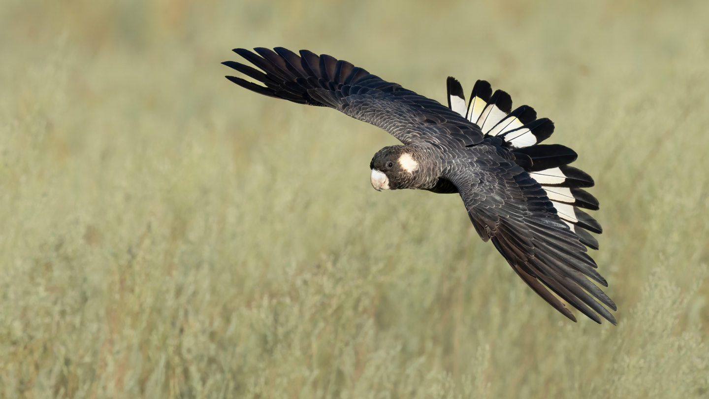 Белоухий черный какаду