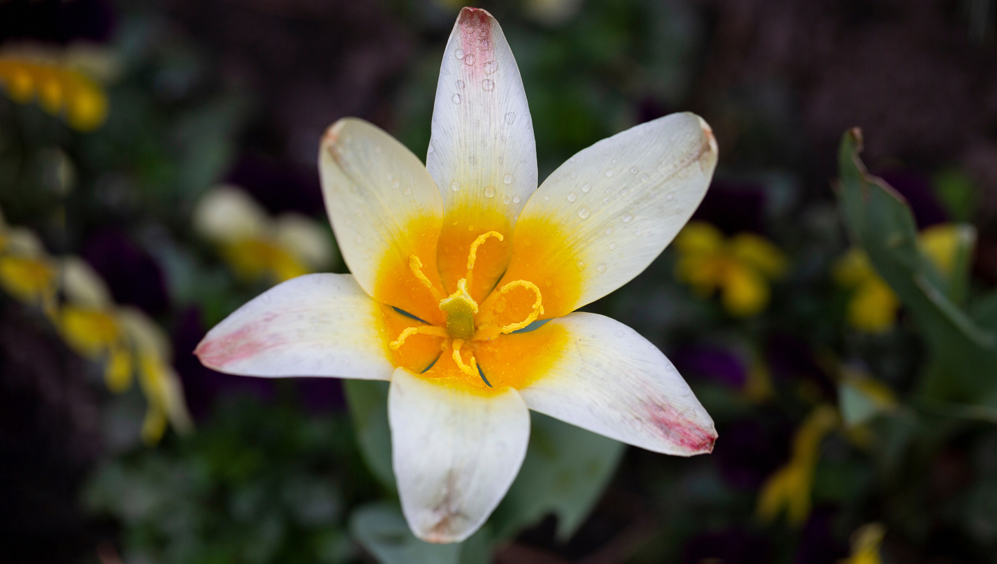 Тюльпан Грейга