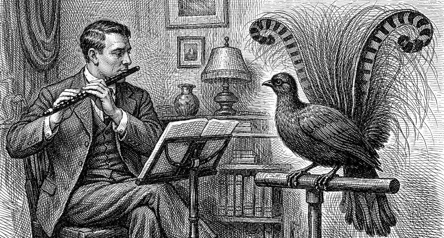 лирохвост, флейта