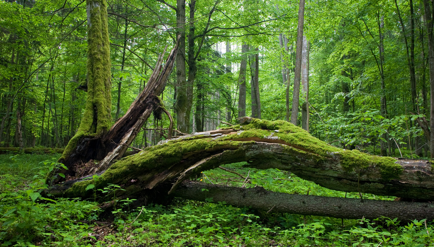 мертвое дерево