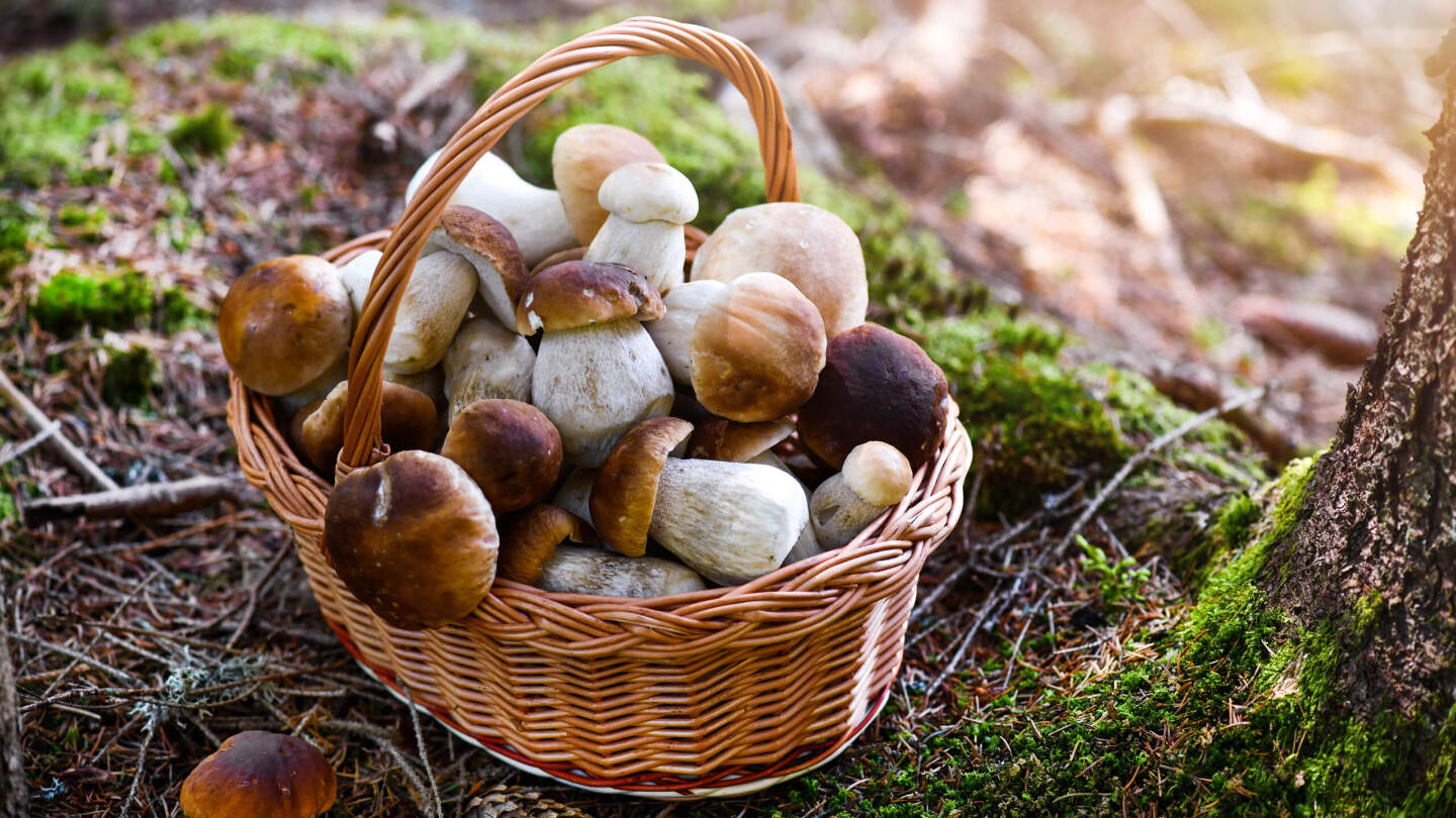 Черные лисички