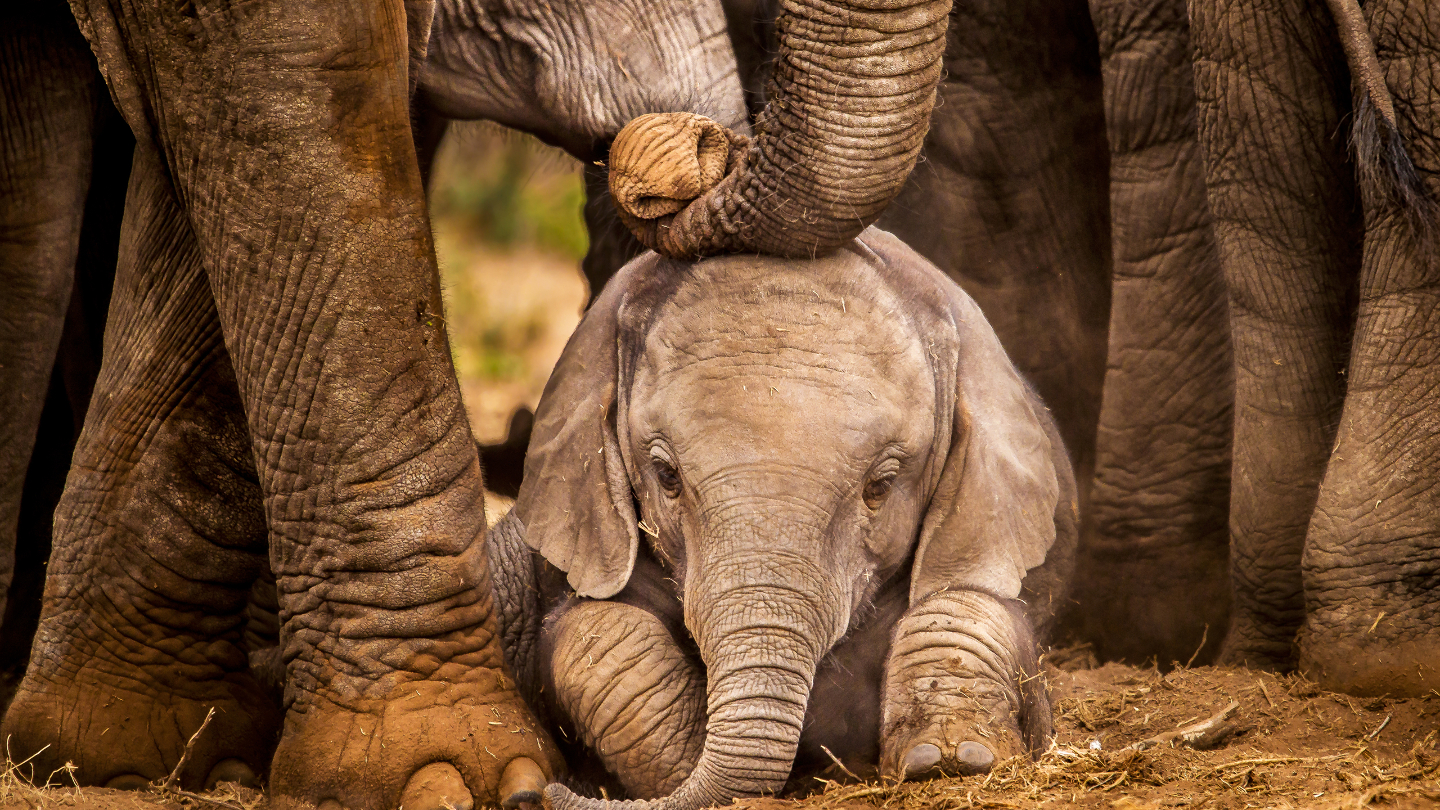 Взрослые слоны успокаивают молодежь
