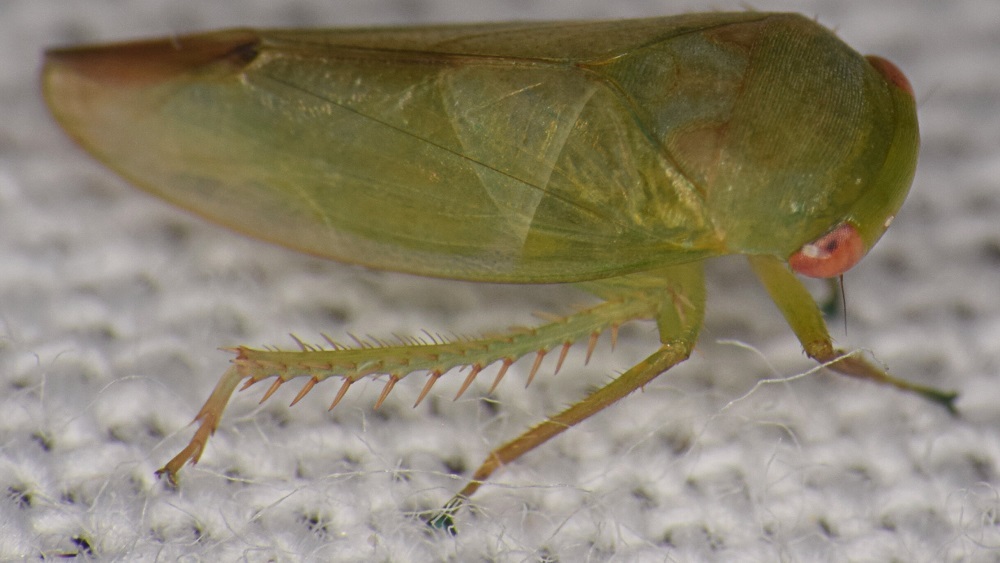 Batracomorphus chloros