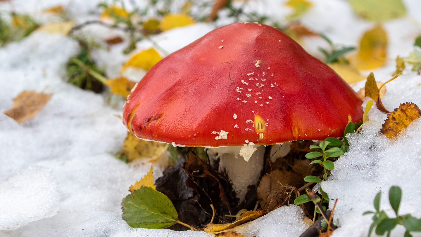 когда растут мухоморы