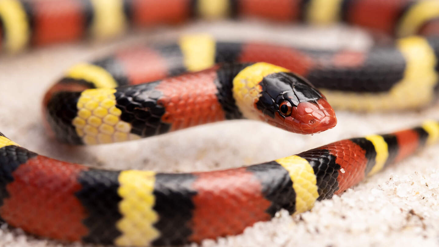 Яд, животные