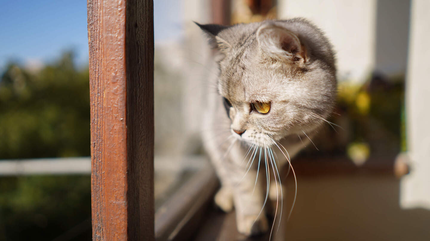 Кошка всегда приземляется на лапы