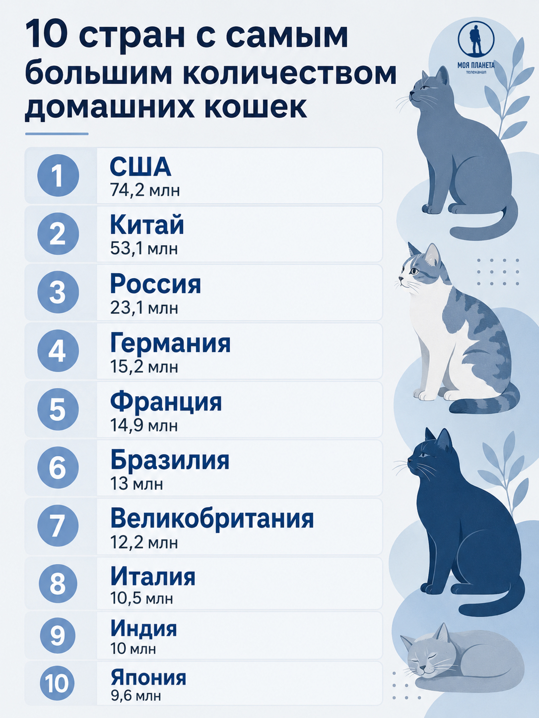 домашние кошки в мире