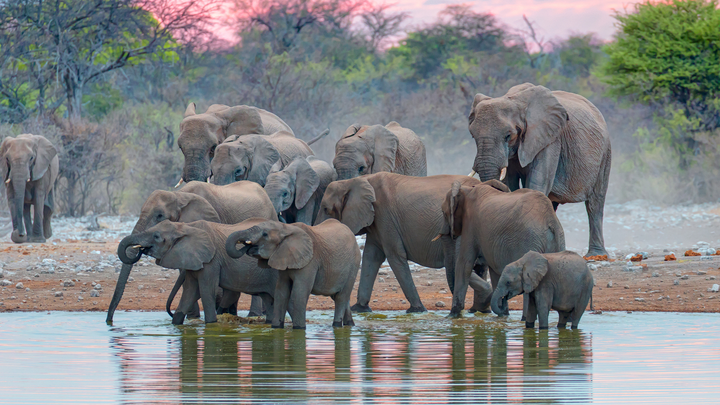 семья слонов