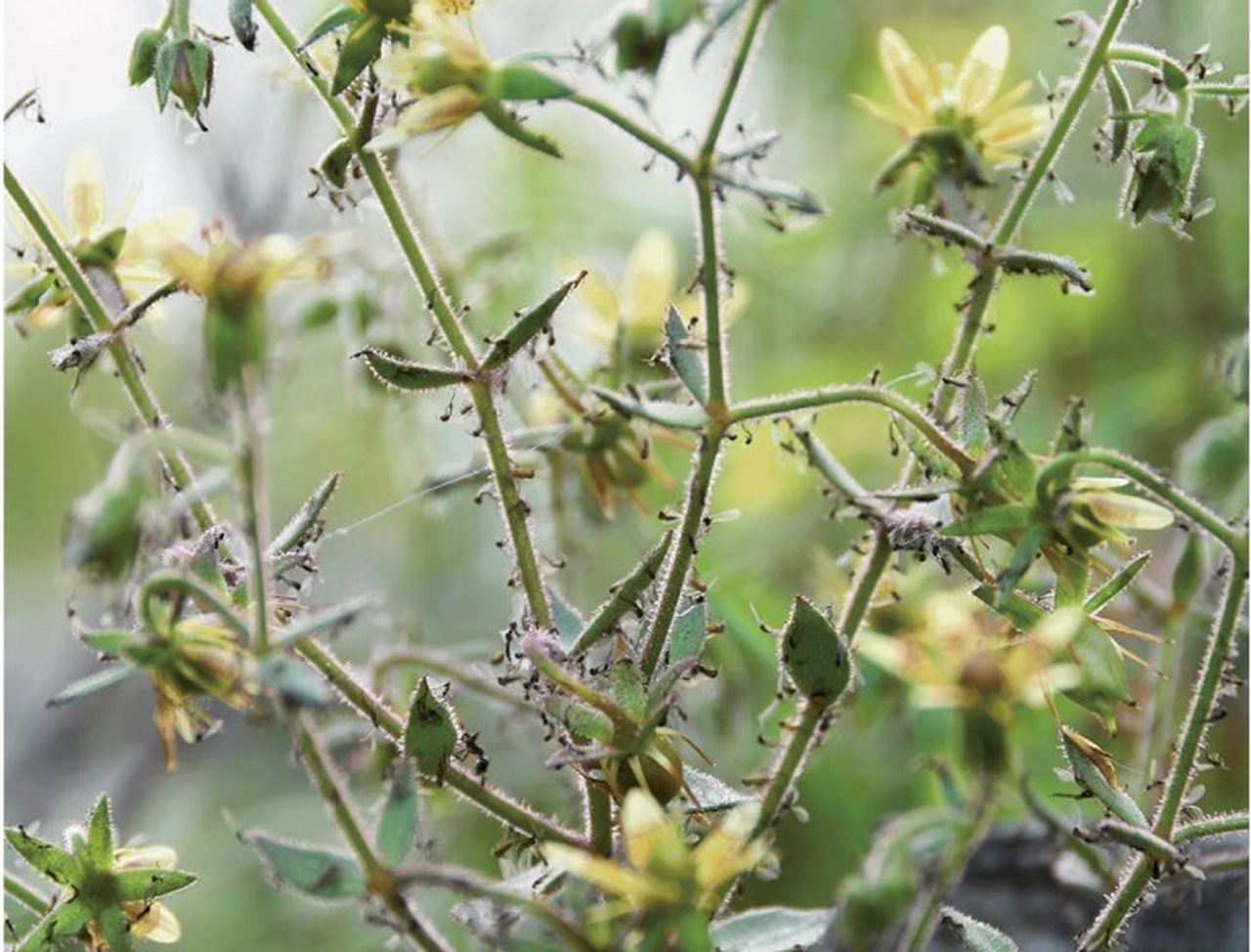 Saxifraga candelabrum
