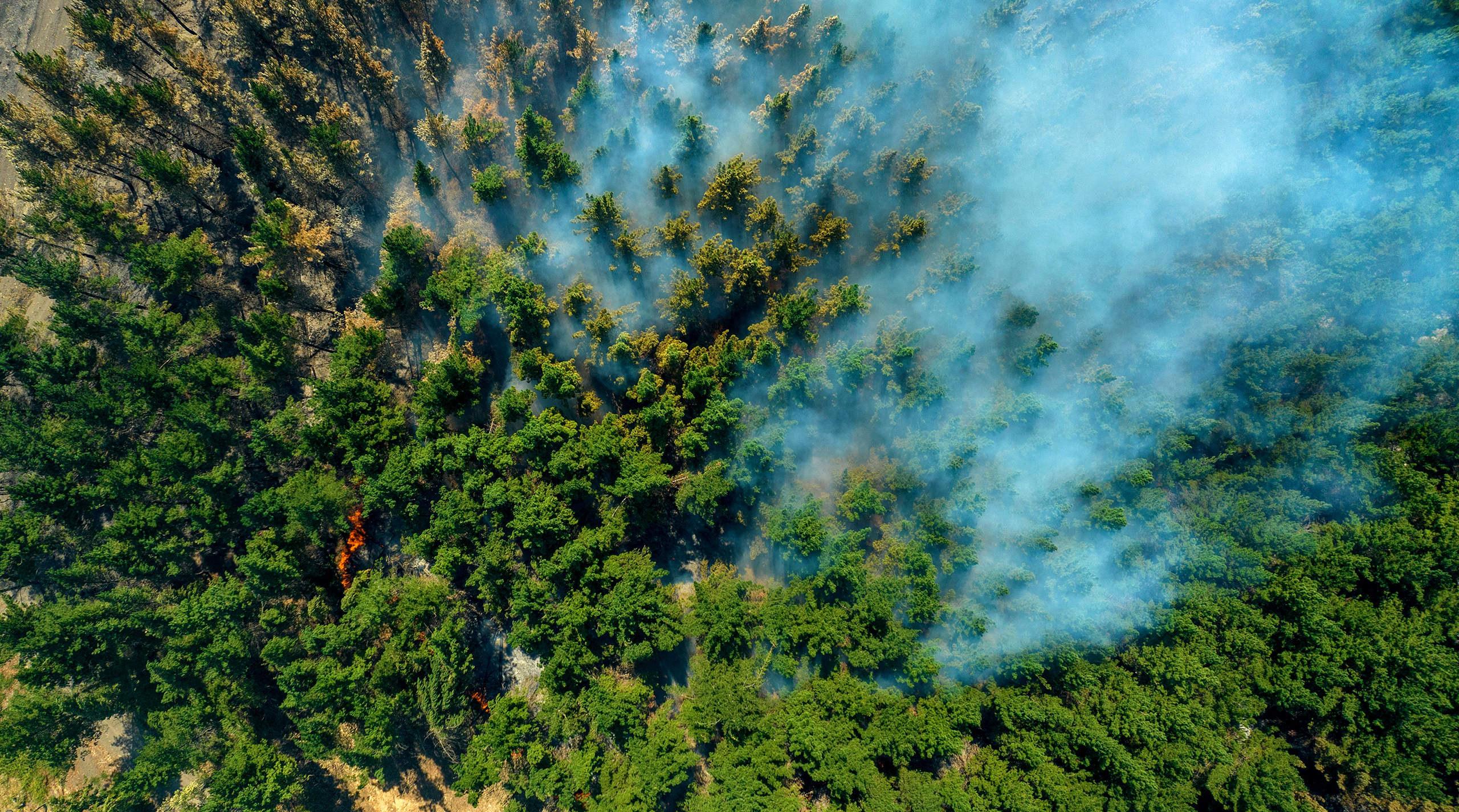 больное дерево