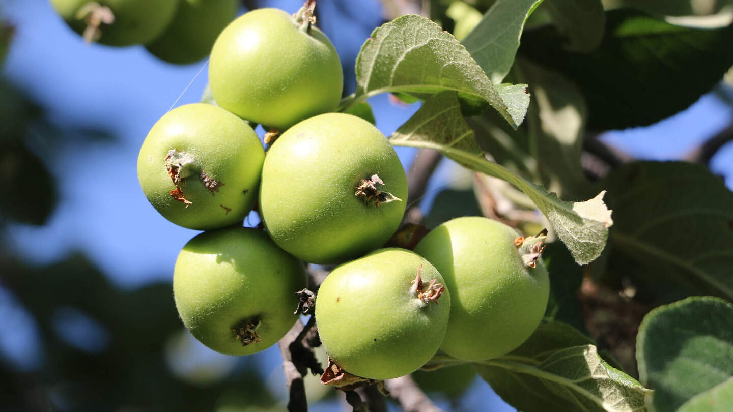 Яблоня Сиверса