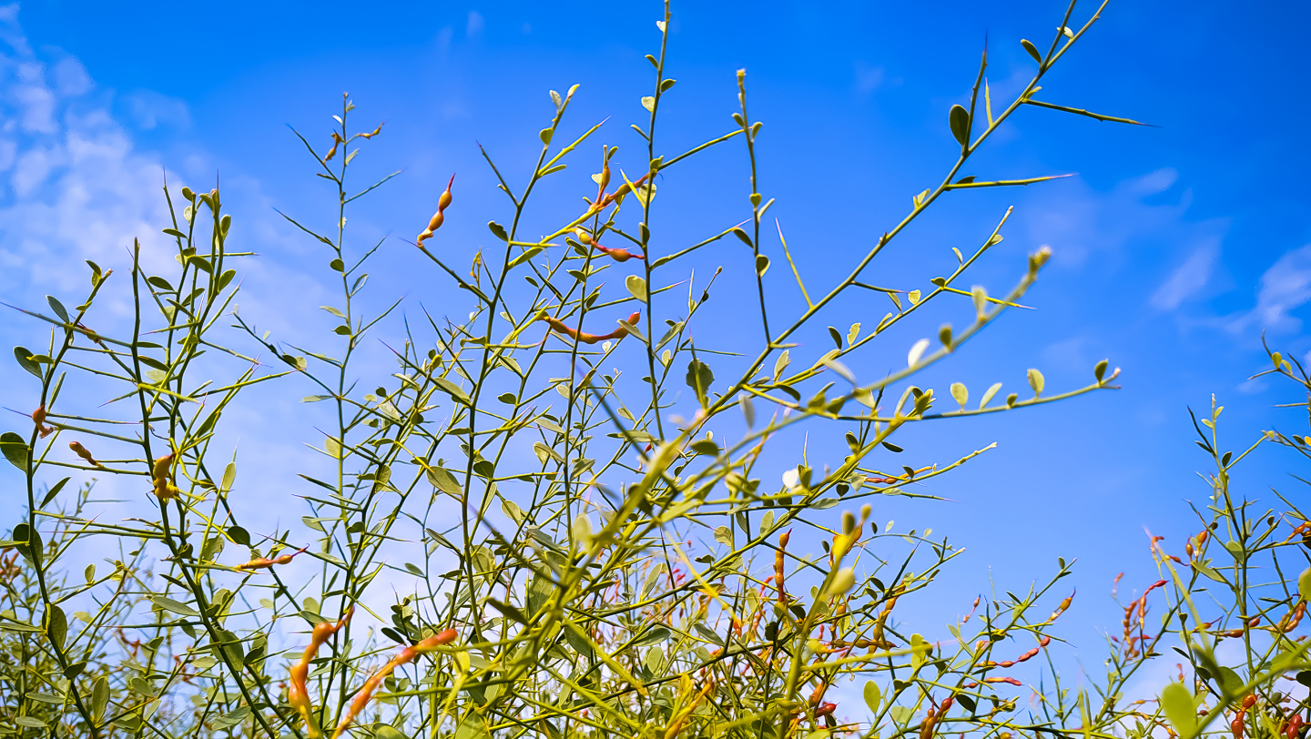 Верблюжья колючка