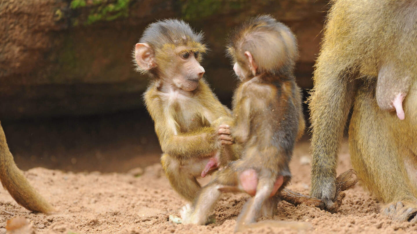 Гвинейские павианы