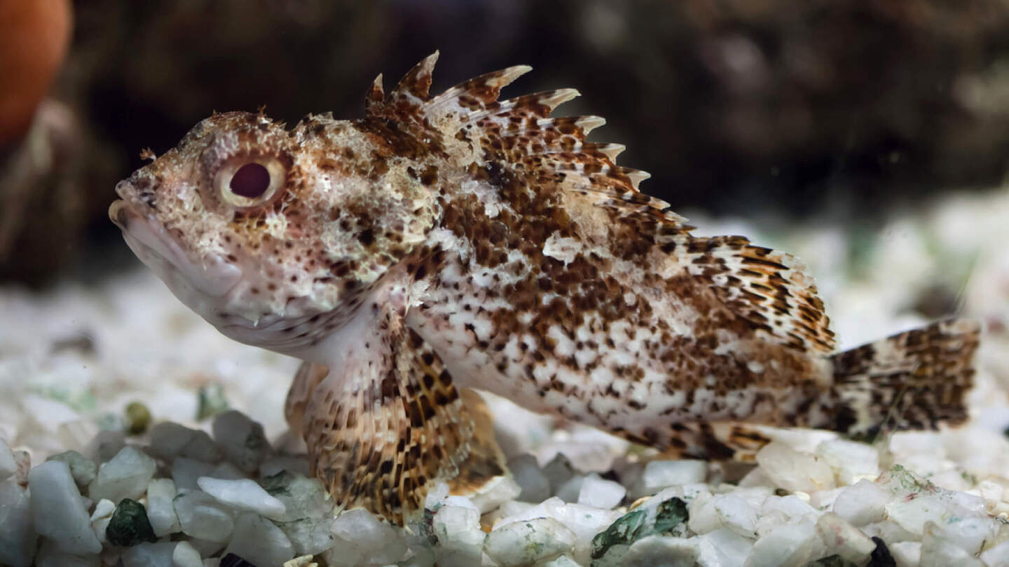 Морской ерш