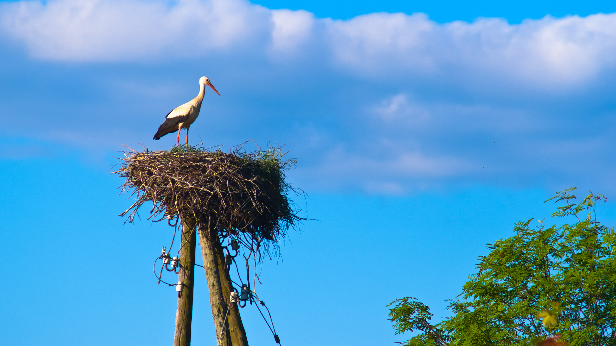 Аист в гнезде