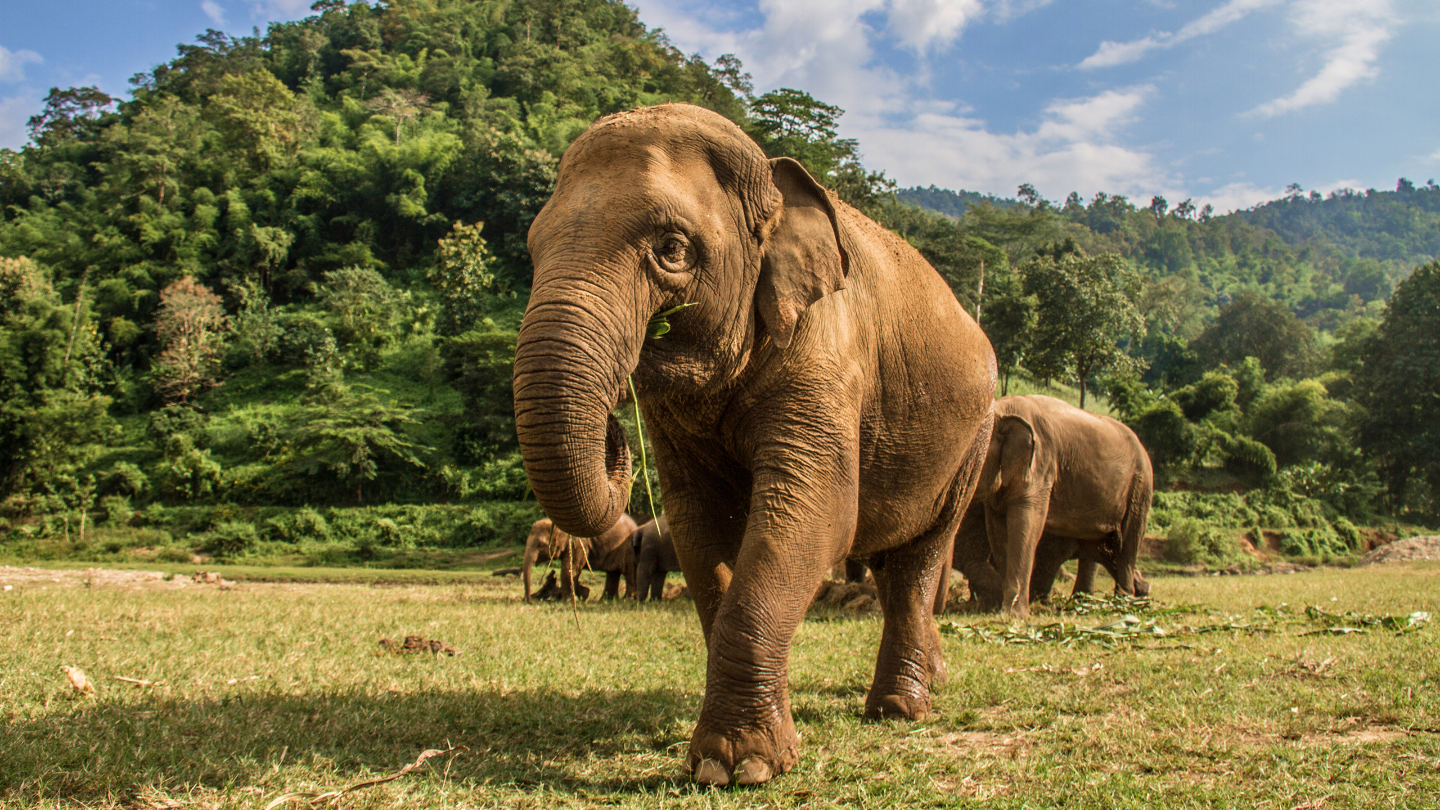 Личность слонов развивается