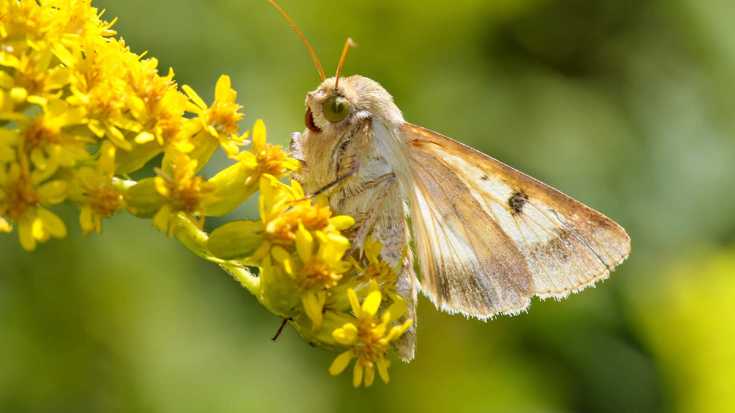 Хлопковая совка