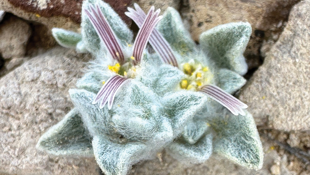 как выглядит