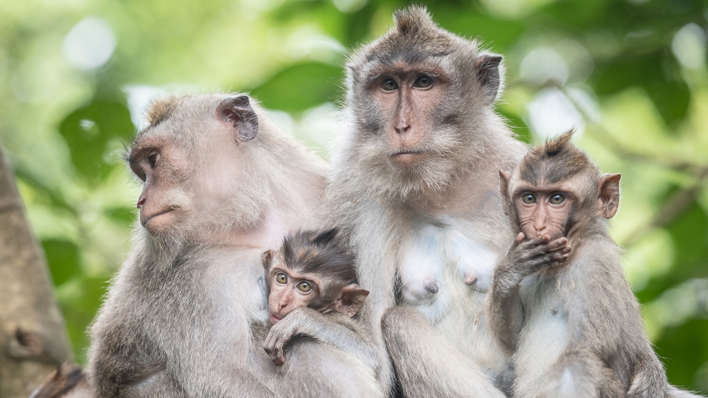 Материнский инстинкт развит у обезьян не хуже, чем у людей