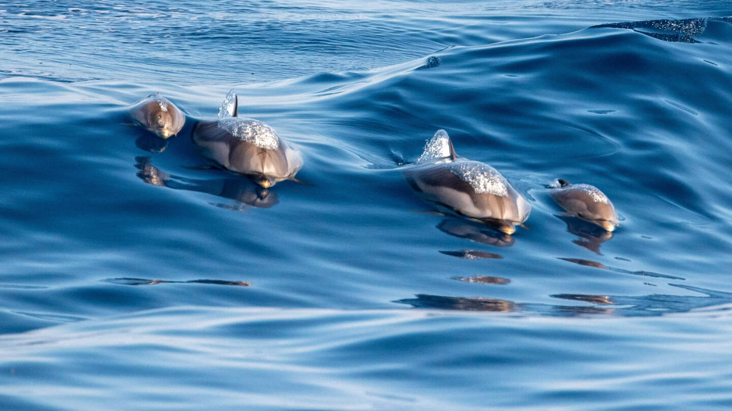 Нефтепродукты